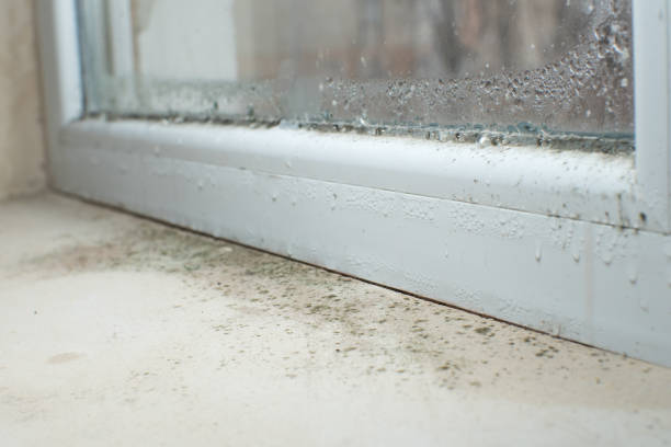 Professional Mold Removal in Eddystone, PA